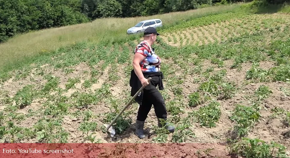 Od krompira ništa: Divlje svinje sve uništile preko noći