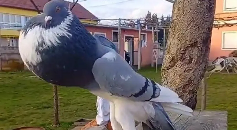 Snimak goluba mutanta šokirao milione ljudi: Nikad više neću spavati