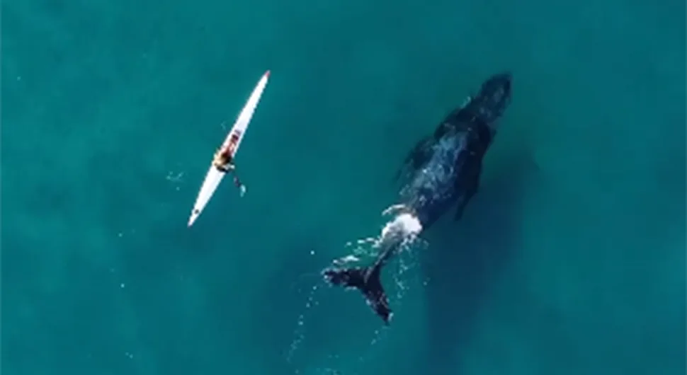 Znatiželjni kit plivao uz kajakaša