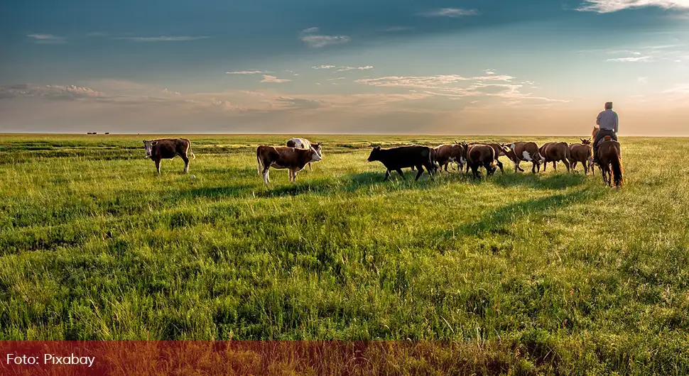 U ime klimatskih promjena: Evropska zemlja razmatra da ubije 200.000 goveda
