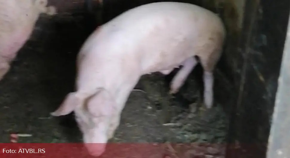 Novi slučajevi: Širi se afrička kuga svinja u Semberiji