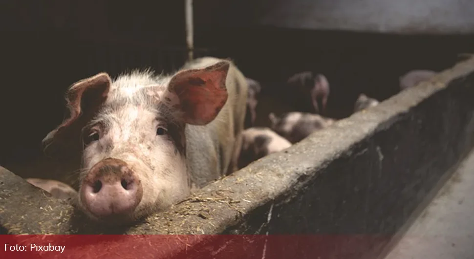 Eutanazirano više od 15.000 svinja zbog afričke kuge