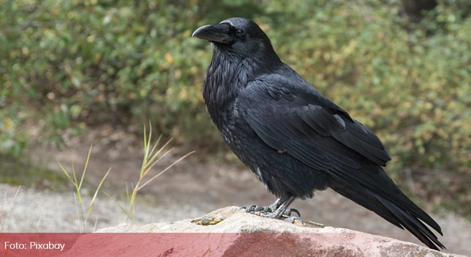 Slučaj iz Banjaluke: Zašto vrane napadaju ljude?