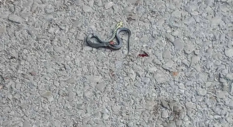 Snimili zmiju nasred ulice
