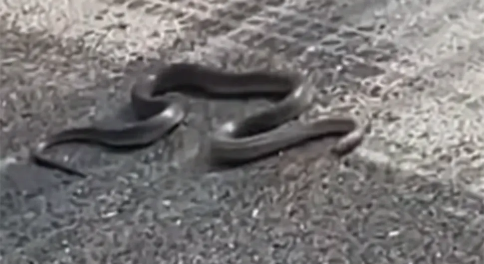 Snimili zmiju u centru grada - VIDEO