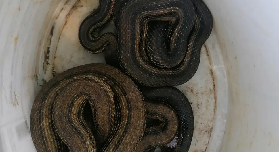 Srce da stane: U podrumu pronašli dvije ogromne zmije