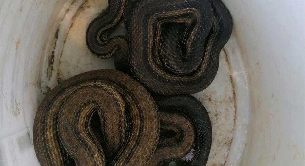 U komšiluku vatrogasci izvukli dvije najveće zmije u Evropi