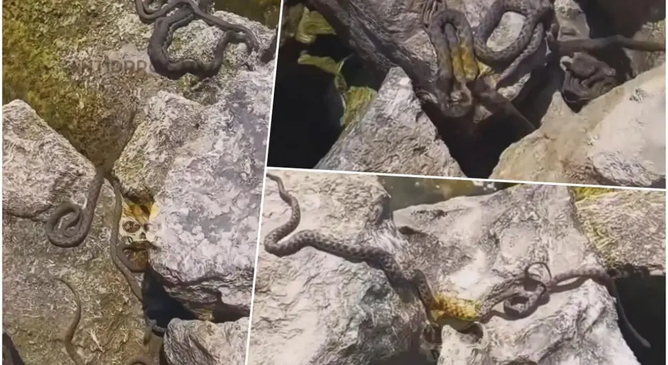 Jeziv prizor: Na stijenama pored mora se sunčaju gomile isprepletanih zmija