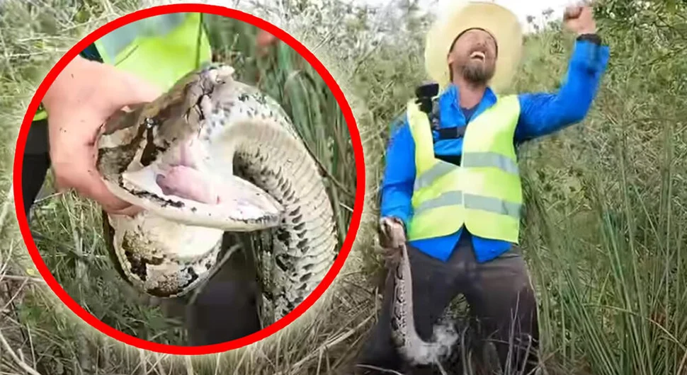 Uhvaćena majka svih zmija: Nisu mogli da vjeruju šta krije u gnijezdu