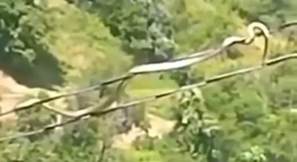 Nevjerovatan snimak iz BiH: Zmija se kreće po kablovima dalekovoda