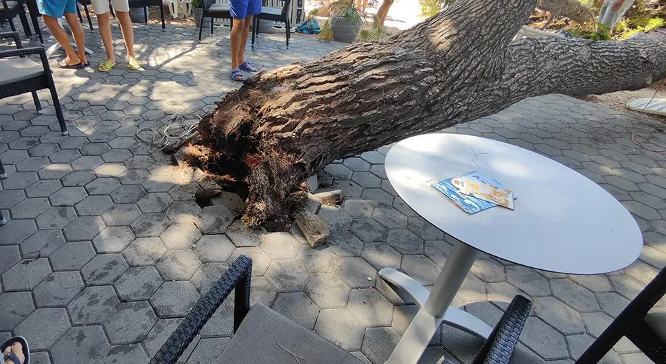 Srušilo se drvo na plaži u Baškoj Vodi, ima povrijeđenih