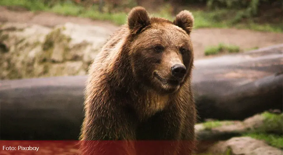 Mještani u strahu: Medvjed protrčao pored benzinske pumpe!
