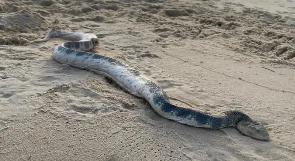 Ogromna morska zmija isplivala na obalu, stručnjaci upozorili posjetioce