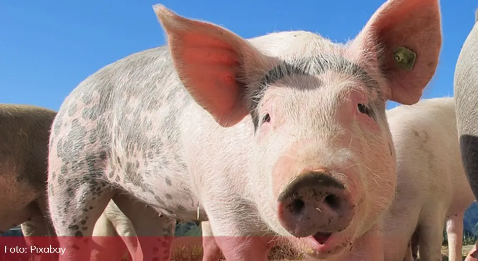 Farmeri u Srpskoj moraju poštovati mjere da bi se kuga držala pod kontrolom