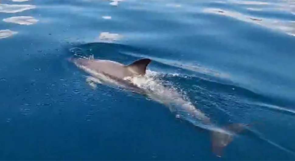 Delfini počeli napadati kupače na plaži, četvoro povrijeđenih