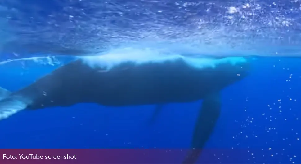 Pogledajte kako je kit spasio ronioca od ajkule