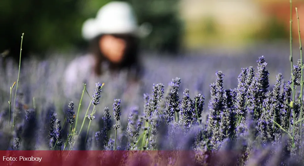 lavanda.webp