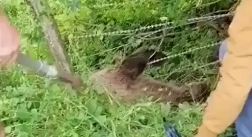 Mještani spasili ženku medvjeda koja se zuapetljala u žicu