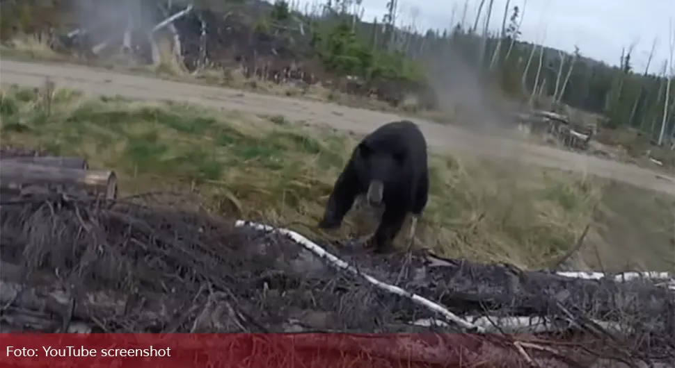 Medvjed napao lovca, snimak obišao svijet