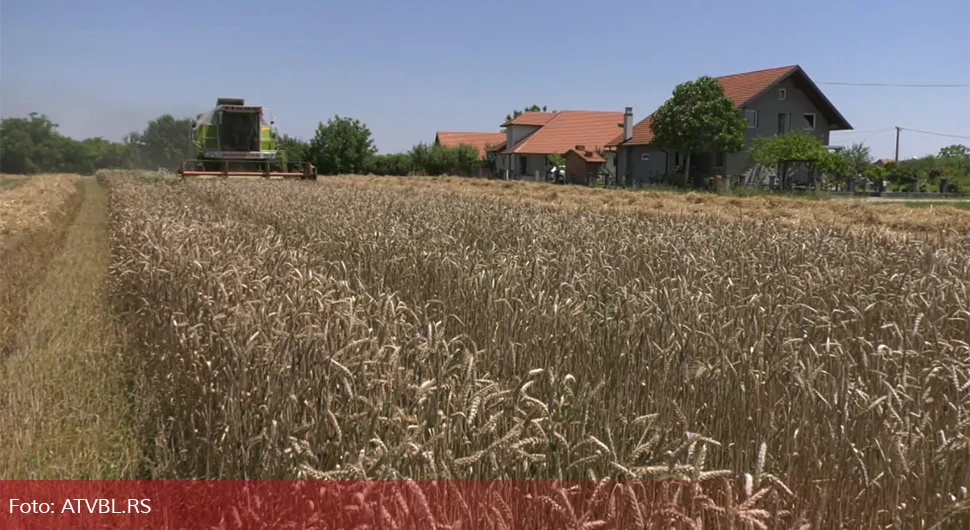 Loše vrijeme i bolesti uzeli danak: Počela žetva pšenice