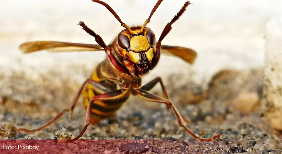 Stršljen usmrtio ženu: Kako se odbraniti od ovih opasnih insekata