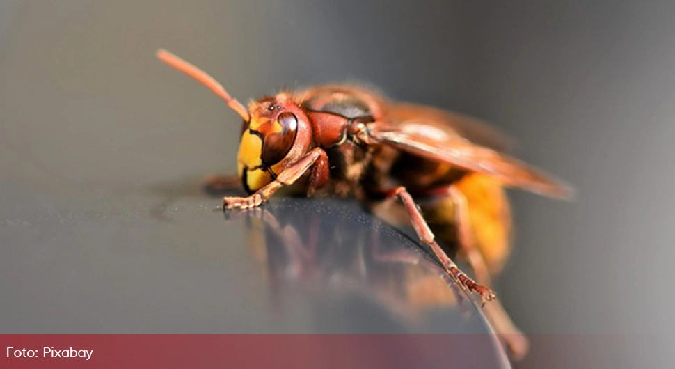 Simptomi uboda stršljena