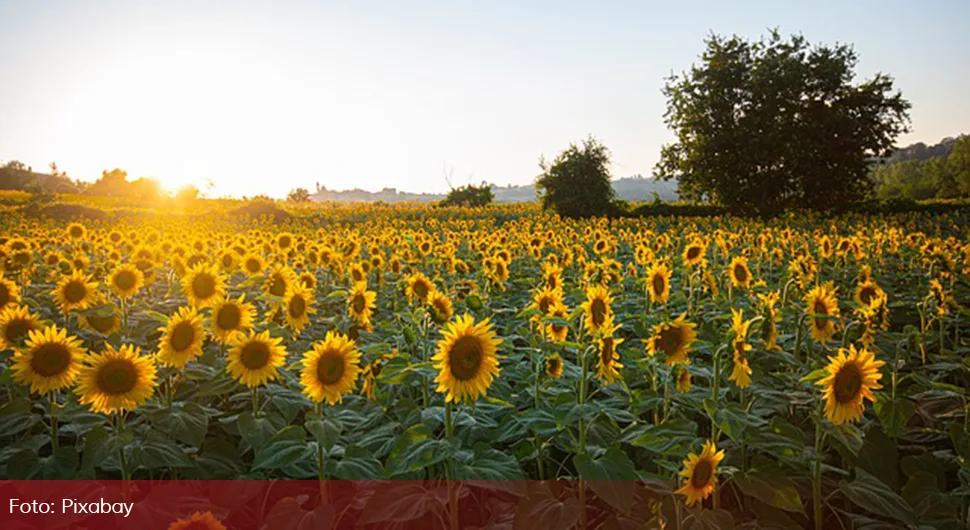 Znate li ko nosi oznaku suncokreta i šta ona znači