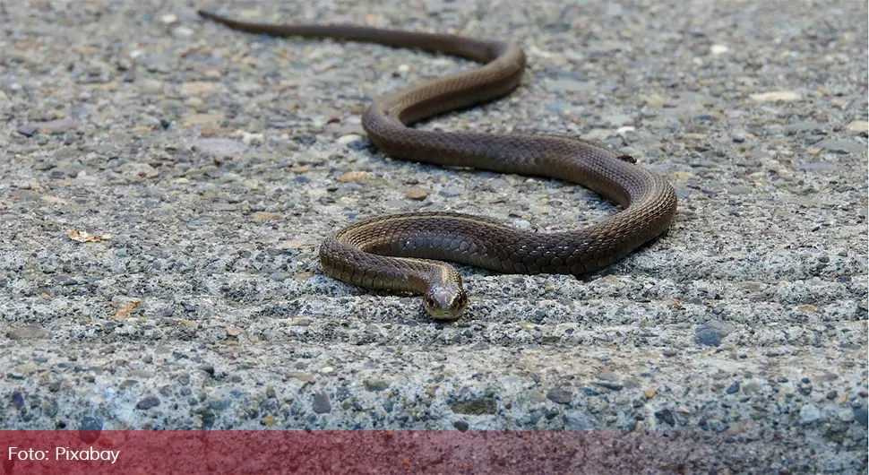 Vidjeli zmiju na terasi, pa otkrili čitavo leglo u dvorištu: 