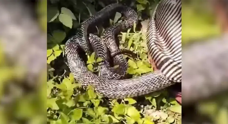 Jeziv video: Zaspao ispod drveta, pa zatekao zmiju ispod košulje!