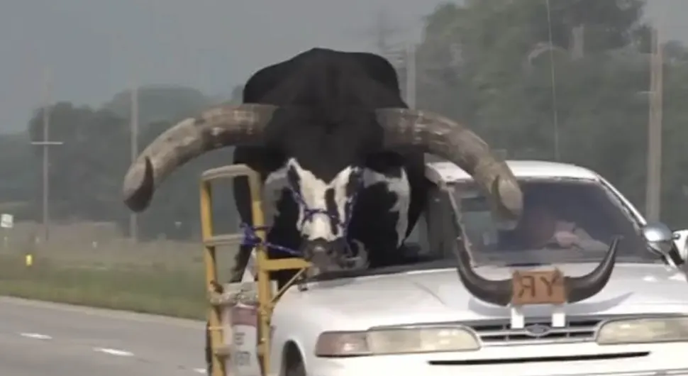 Čovjek vozi bika od 600 kg na autoputu