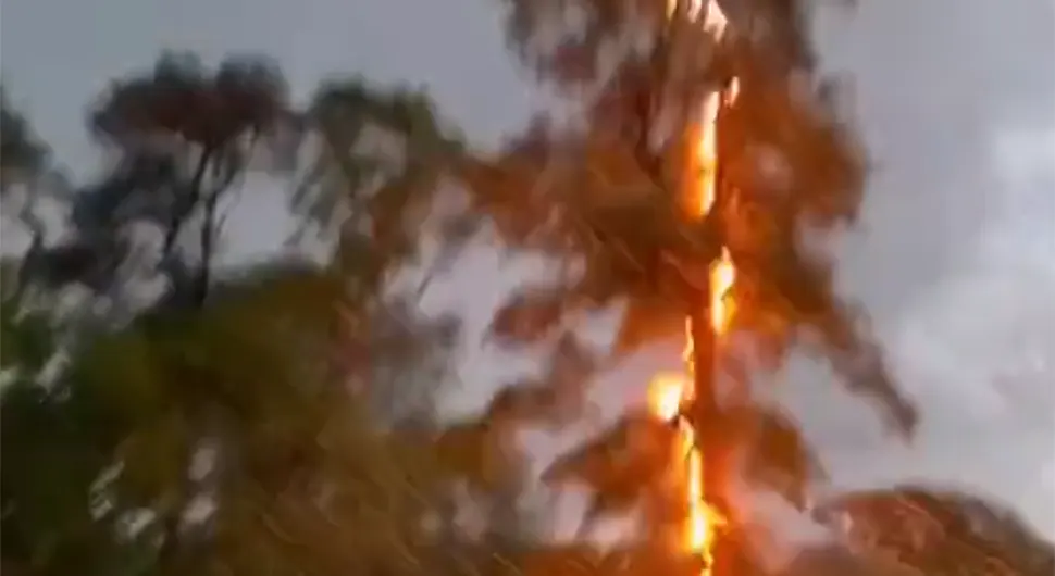 Nestvaran snimak udara groma u drvo: Zasvijetlilo kao jelka