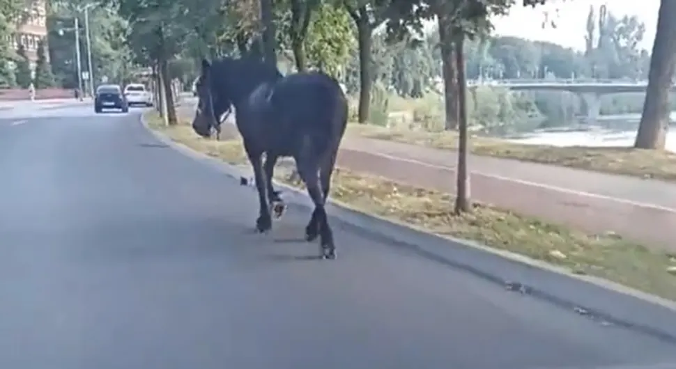Samo u BiH: Konj prošetao centrom grada