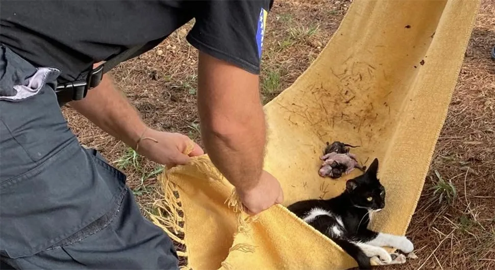 Mačka se kotila na grani: Vatrogasci intervenisali