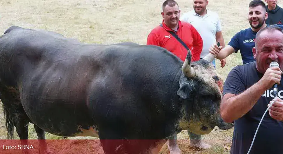 Održana 251. Grmečka korida, pobjednik bik Miško