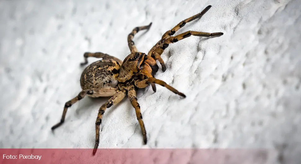 Ljudi su zgroženi nakon ovog snimka: Djevojka jede živog pauka