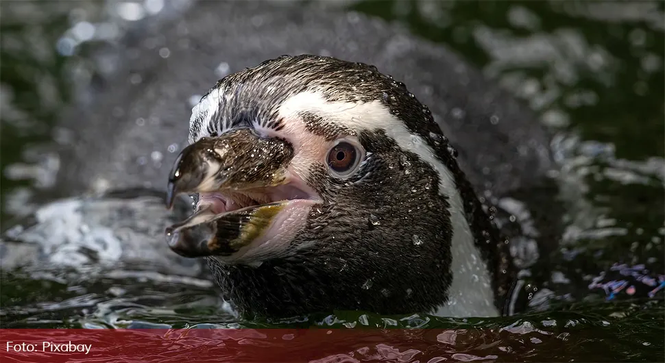 Provalio u ZOO vrt i odrubio glavu pingvinu