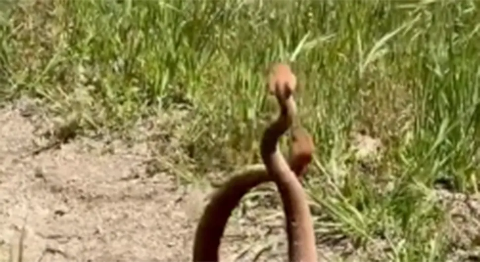 Snimio međusobnu borbu dvije velike zmije - VIDEO
