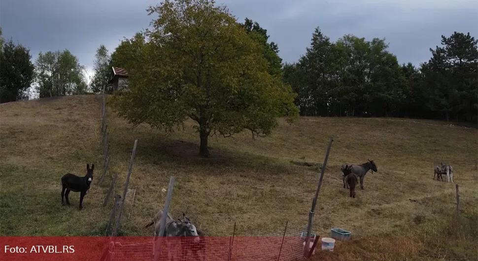 Magarci postali istinsko blago, ali i unosan posao