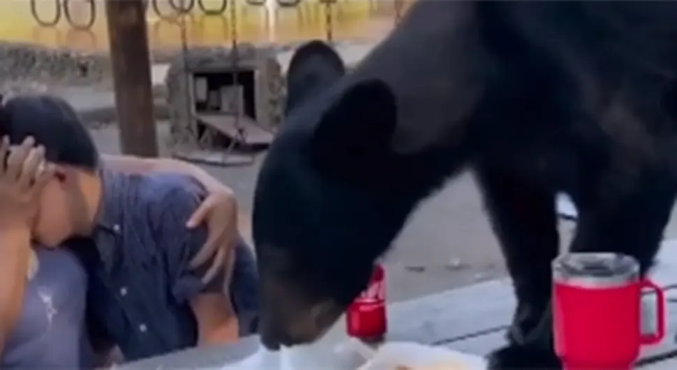 Medvjed upao na porodični piknik i poslužio se hranom