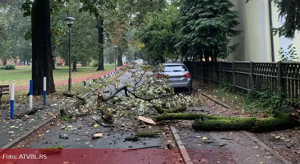 Palo drvo u banjalučkom parku