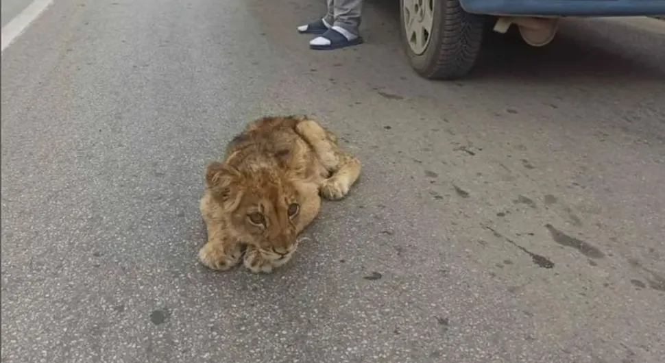 Пронађен лав код Суботице
