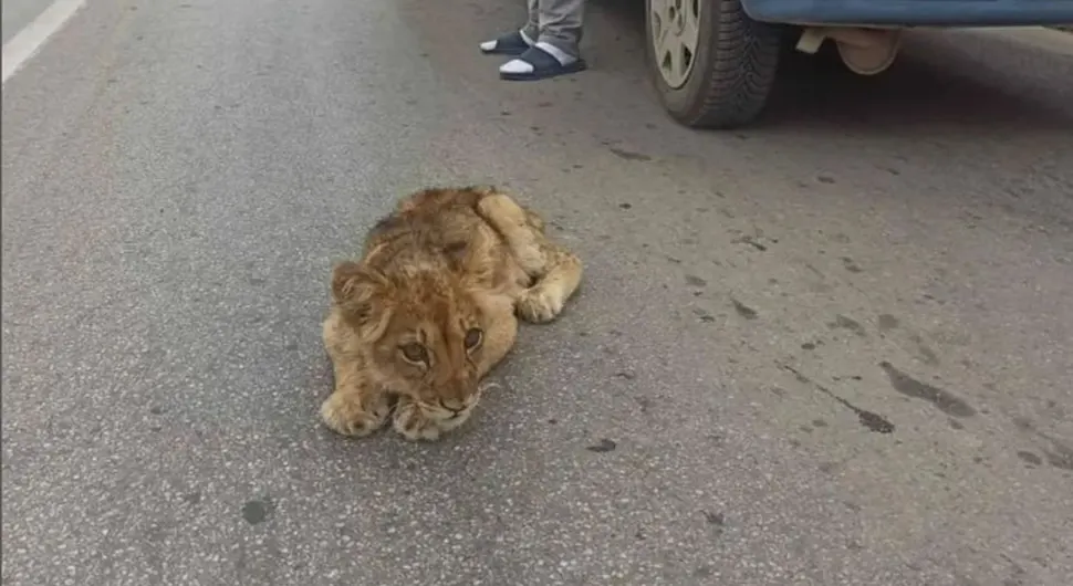 Policija traga za vlasnikom lava iz Subotice