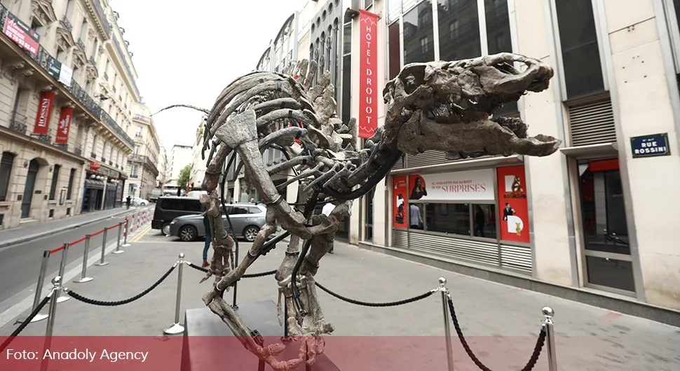 Скелет диносаурса на аукцији, цијена огромна