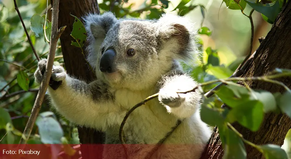 Koala krijući jela sadnice eukaliptusa: Napravila štetu veću od 3.000 evra