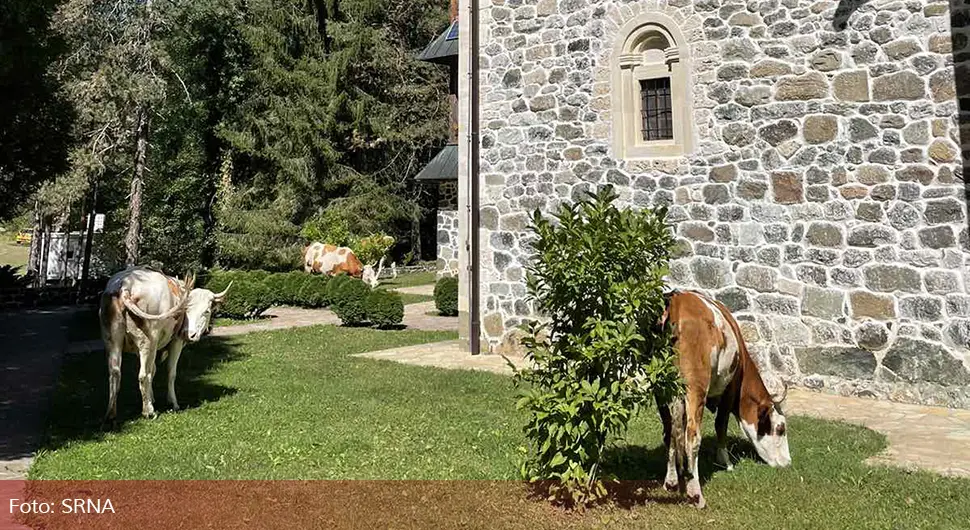 Krdo krava u porti Nemanjićkog manastira u Zavidovićima