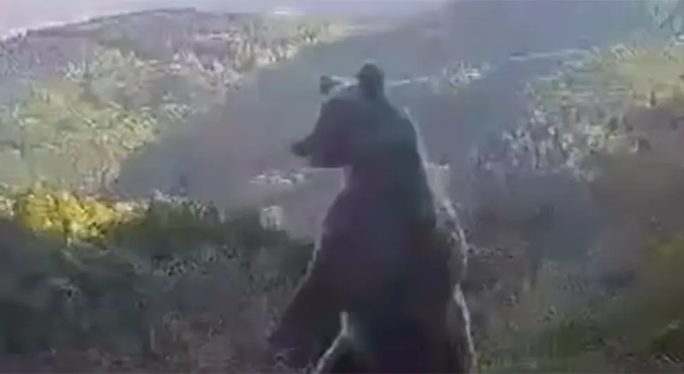 Dva medvjeda snimljena pored puta u BiH