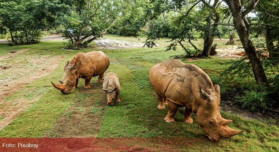 Nosorog ubio ženu u zoološkom vrtu