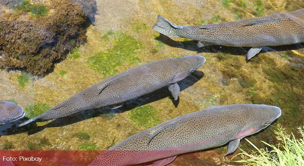 Upecao čudnu pastrmku, iznenadila ga boja mesa