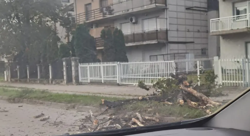Возачи опрез, срушено дрво у Борику