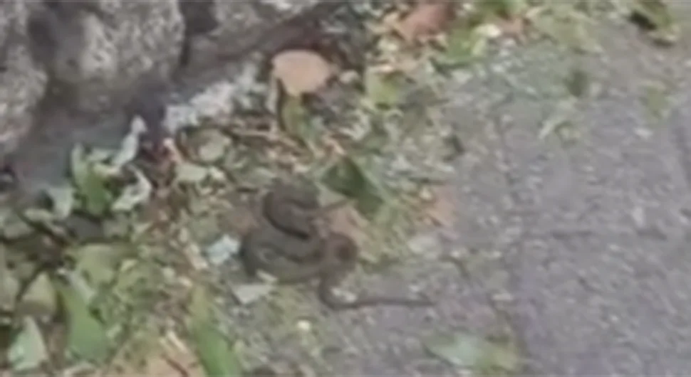 Змија снимљена у центру Сарајева
